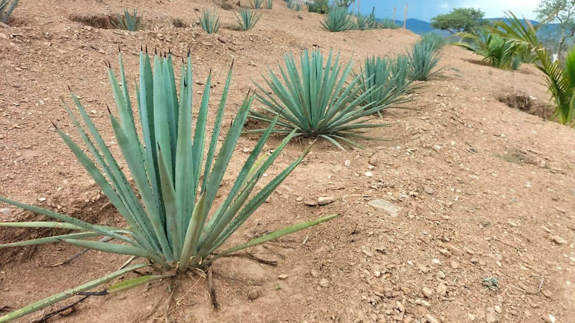 AGAVE ACATLAN 01 Brisselda Sarabia